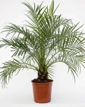 Dwarf Debino/Dates Seedlings