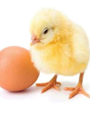 Day Old Chicks Agrited Broiler Price Today Agrited Ross 308