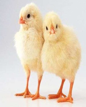 Day Old White Cockerel | 1 Carton