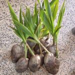 Hybrid Dwarf Coconut Seedlings