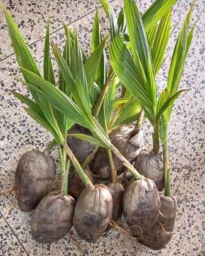Hybrid Dwarf Coconut Seedlings