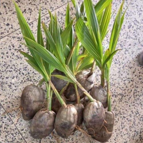 Hybrid Dwarf Coconut Seedlings