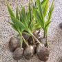 Hybrid Dwarf Coconut Seedlings