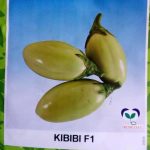 African Kibibi Eggplant Seed (East-West) | 1000 Seeds