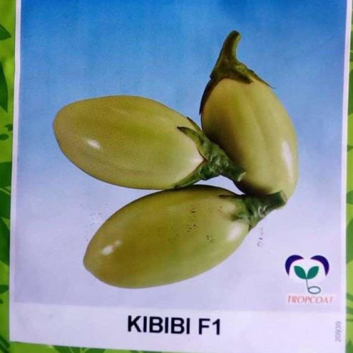 African Kibibi Eggplant Seed East-West | 500 Seeds