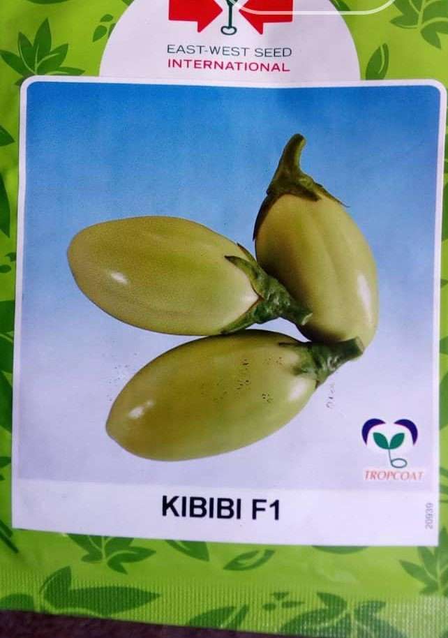 African Kibibi Eggplant Seed (East-West) | 1000 Seeds