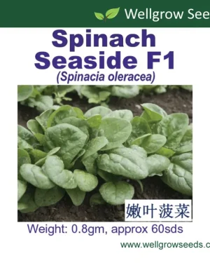 Spinach Seaside F1