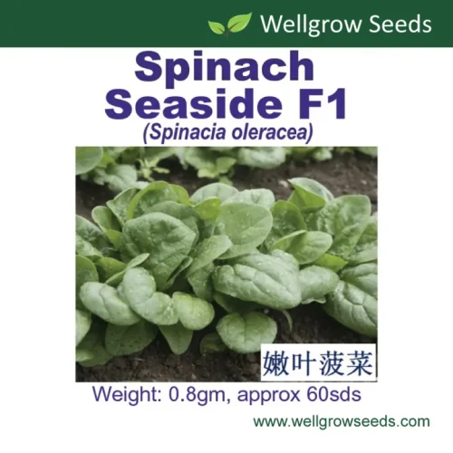 Spinach Seaside F1 (60 Seeds)