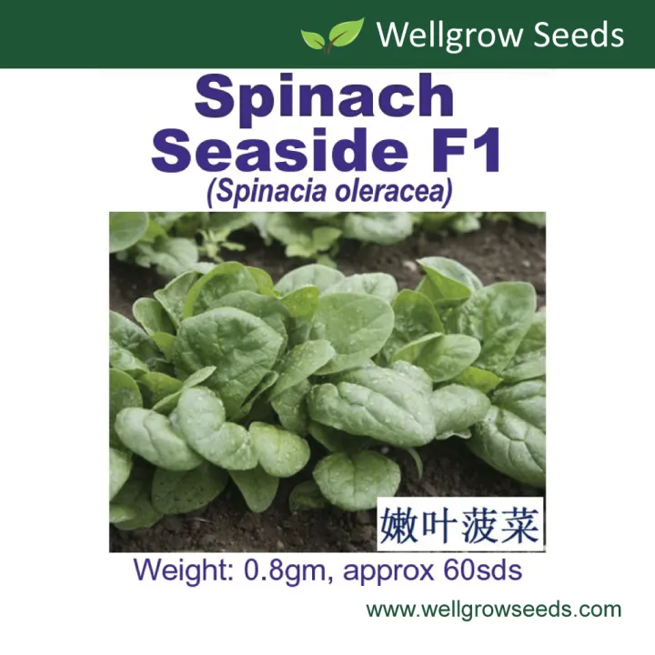 Spinach Seaside F1