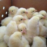 Beginner Broiler Starter Kit for 1 Carton