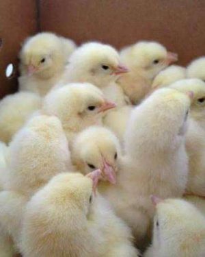 Beginner Broiler Starter Kit for 1 Carton