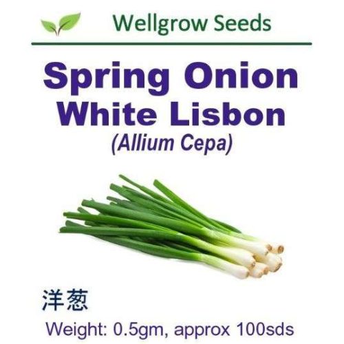 Spring Onion White Lisbon (Allium Cepa) Well Grow | 0.5g (100 Seeds)