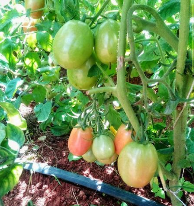Tomato Gamhar RZ F1 | 500 Seeds - Image 2