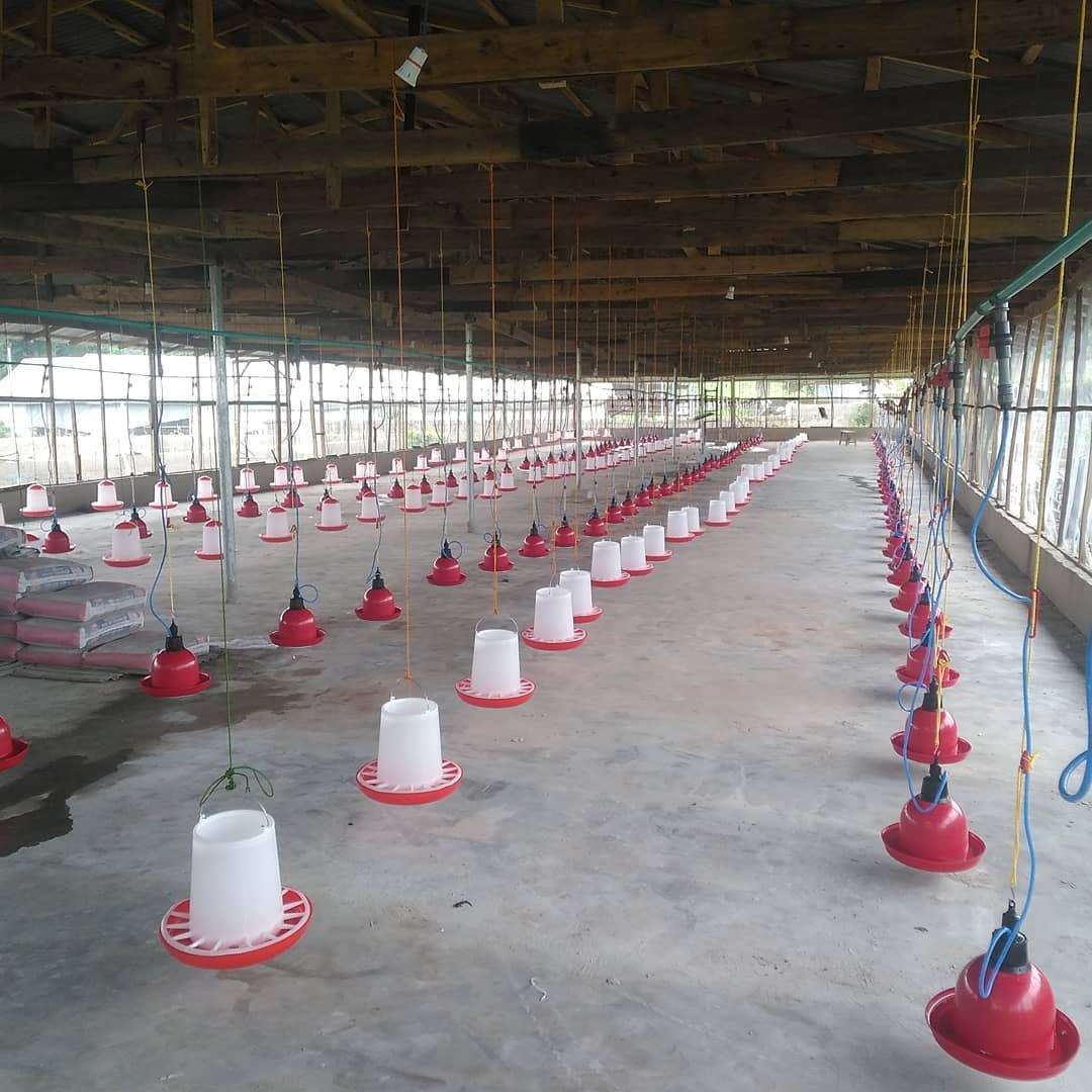 Imported Hanging Chicken Feeders - 9kg - Image 2