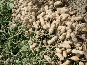Groundnut Variety Samnut 27