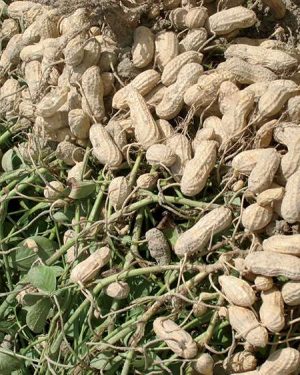Groundnut Variety Samnut 27