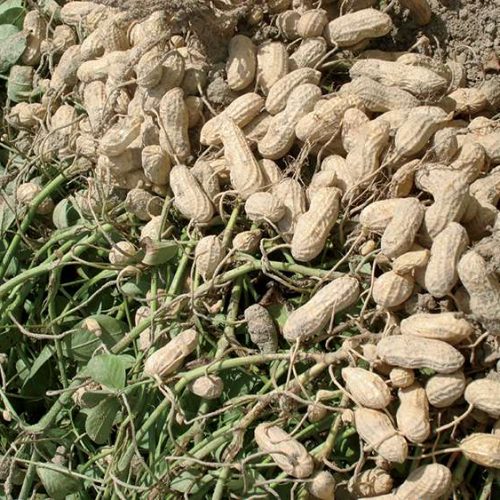 Groundnut Variety Samnut 24 | 25kg