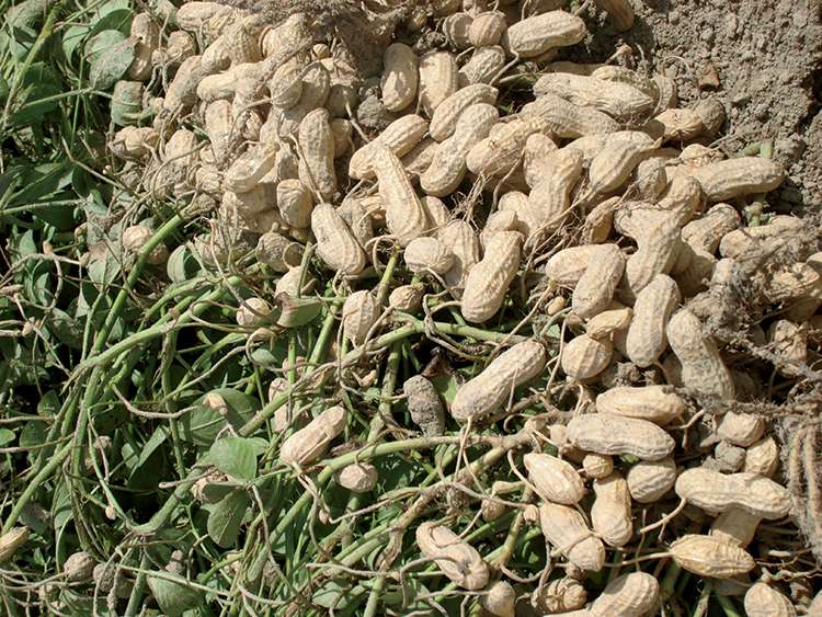 Groundnut Variety Samnut 27