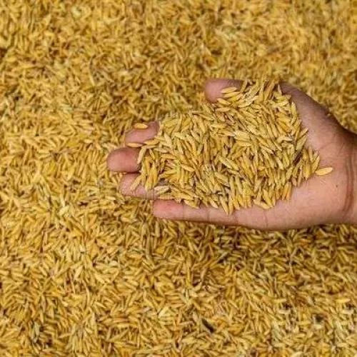 FARO 52 (WITA-4 | Premier Seed | 10kg)