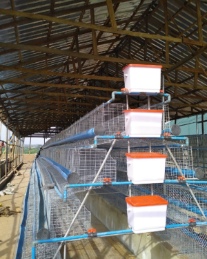 4 Tier Local Battery Cage (128 birds per unit)