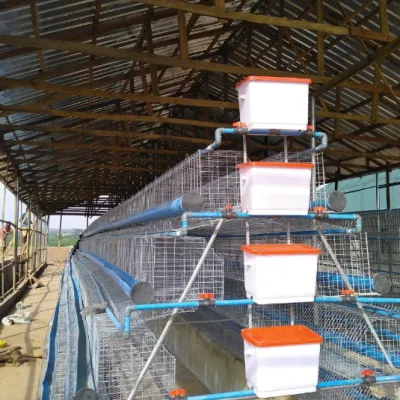 4 Tier Local Battery Cage (128 birds per unit)
