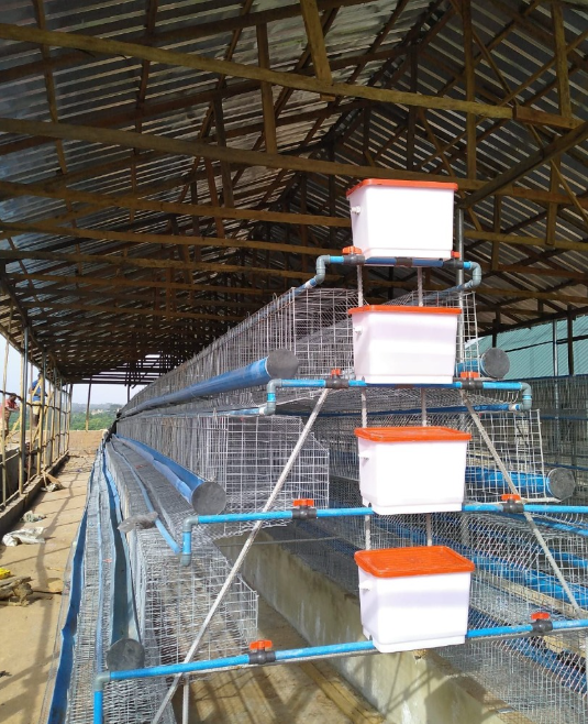 4 Tier Local Battery Cage (128 birds per unit)