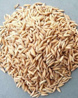 SIPPI FARO-44 Premier Seed