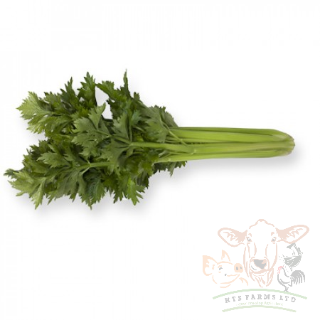 Blanched Celery Green - Kylian RZ F1 (1000 seeds) - Image 2