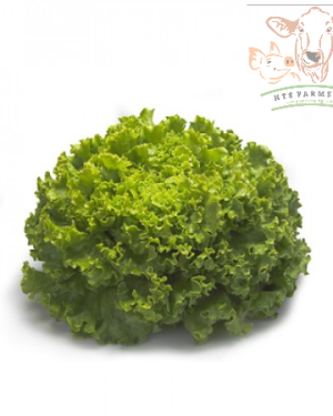 Batavia Lettuce - Bland Open Outdoor Impulsion RZ