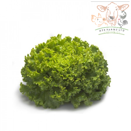 Batavia Lettuce - Bland Open Outdoor Impulsion RZ