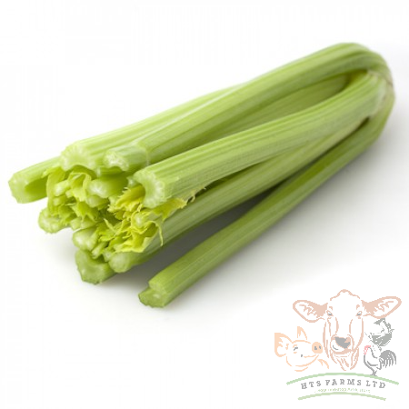 Blanched Celery Green - Kylian RZ F1 (1000 seeds) - Image 3