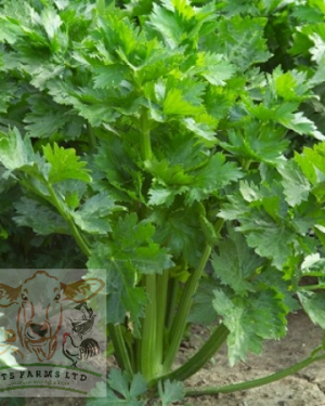 Blanched Celery Green - Kylian RZ F1 (1000 seeds)