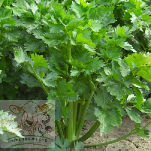 Blanched Celery Green – Kylian RZ F1 (1000 seeds)