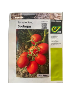 Sodagar F1 Indeterminate Tomato Seed | 1000 Seeds from HTS Farms