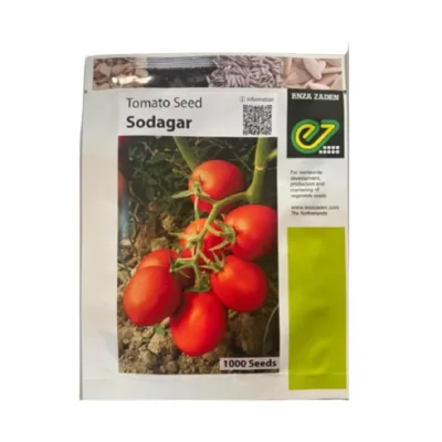 Sodagar F1 Indeterminate Tomato Seed | 1000 Seeds