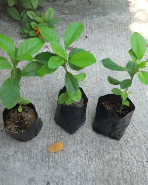 Hybrid Lemon Seedlings