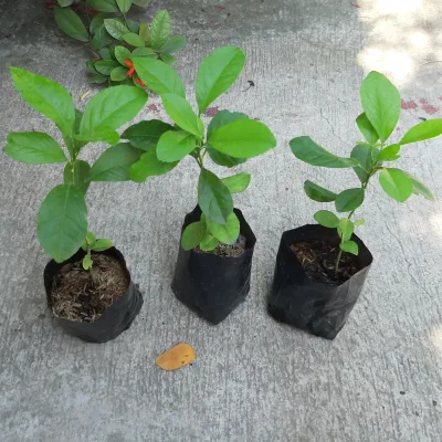 Hybrid Indian Lemon Seedlings