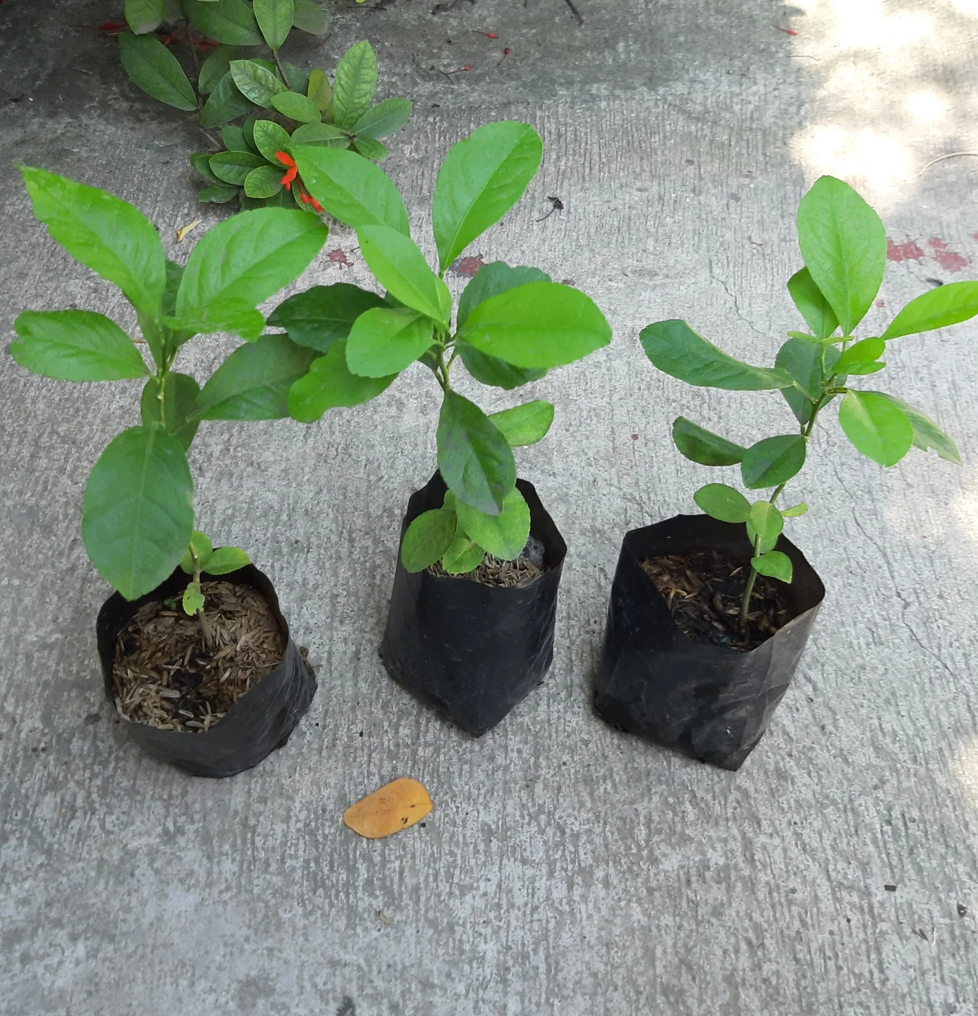 Hybrid Lemon Seedlings