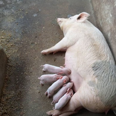 Pig (Large White) | 150kg - Image 3