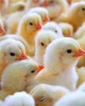 Farm Support Day Old Chicks Arbor Acres