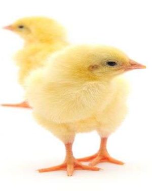 Nastech Day Old Broilers (Arbor Acres Plus) | 1 Carton