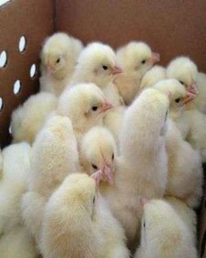 Broiler Breeders Parent Stock