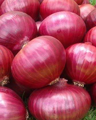 Red Creole Onion Seeds | 100g - Image 2