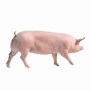 Pig Large White