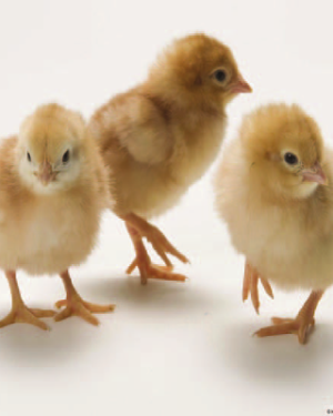 Zartech Day Old Pullet (ISA Brown) | 1 Carton