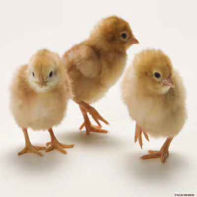 Zartech Day Old Pullet (ISA Brown) | 1 Carton
