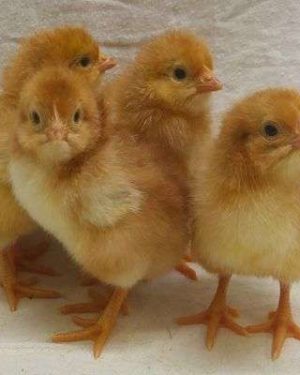 Day-old Amo pullets of the ISA Brown