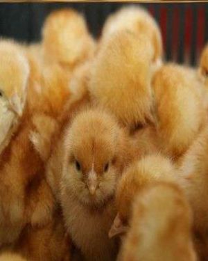 ISA Brown Day Old Pullet | Chi Brand