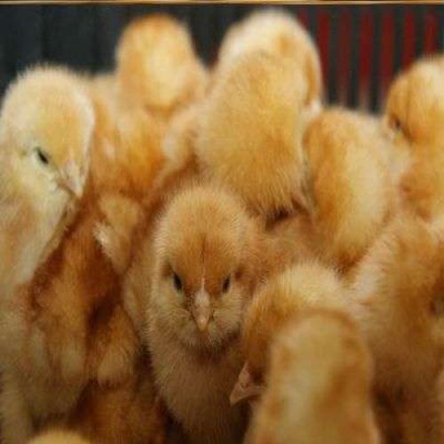 ISA Brown Day Old Pullet | Chi Brand (1 Carton