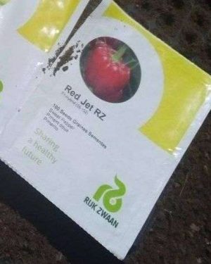 Sweet Red Bell Pepper